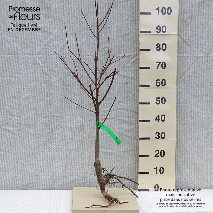 Prunus persica J.H. Hale - Organic Peach Tree sample as delivered in winter