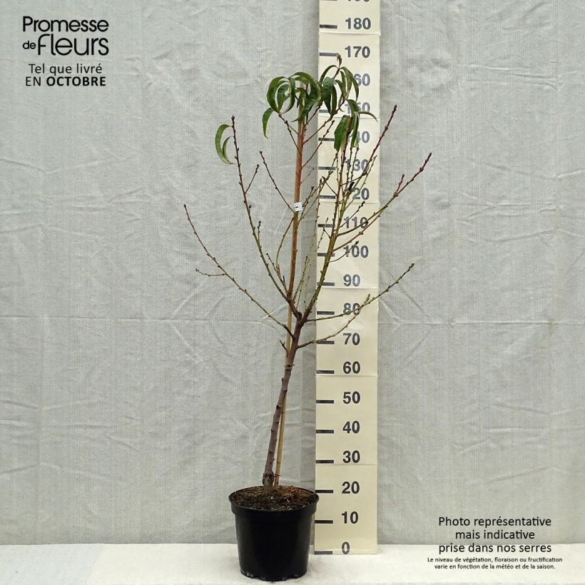 Prunus persica J.H. Hale - Peach Tree 7.5L/10L pot, Half standard sample as delivered in autumn