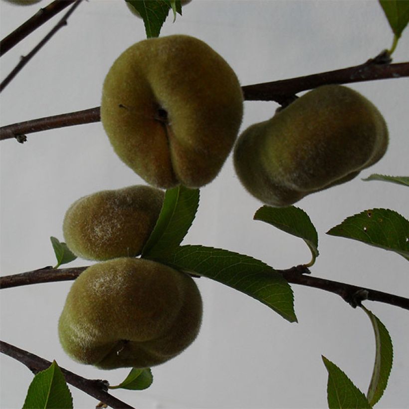 Prunus persica Jalousia - Peach Tree (Harvest)