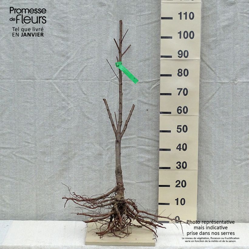 Prunus persica Jalousia - Peach Tree Bare root, Scion sample as delivered in winter