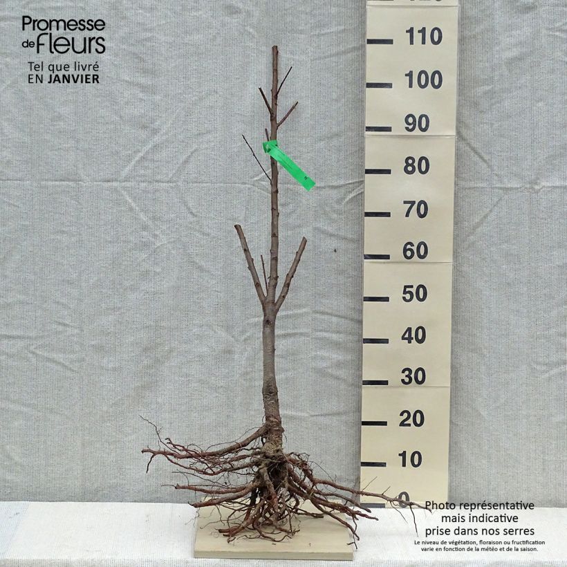 Prunus persica Jalousia - Peach Tree sample as delivered in winter