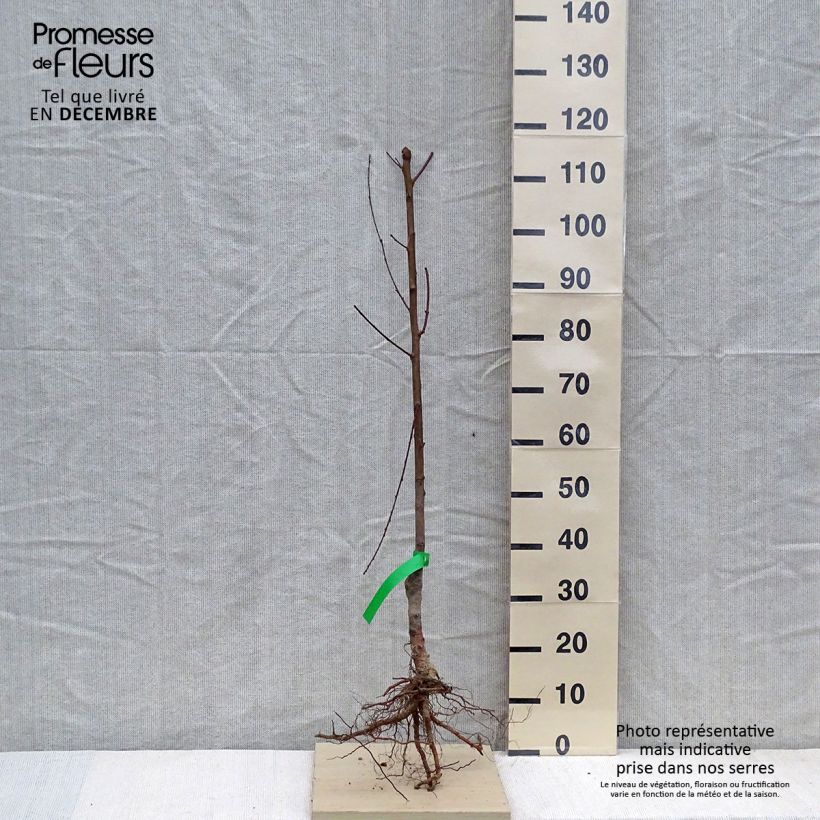 Prunus persica Michelini Organic Peach Tree Bare root, Scion sample as delivered in winter