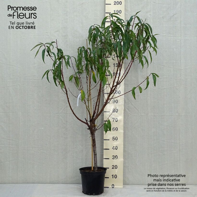 Prunus persica Michelini - Peach Tree 7.5L/10L pot, Goblet sample as delivered in autumn