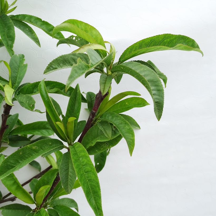 Prunus persica Orlandine - Peach Tree (Foliage)