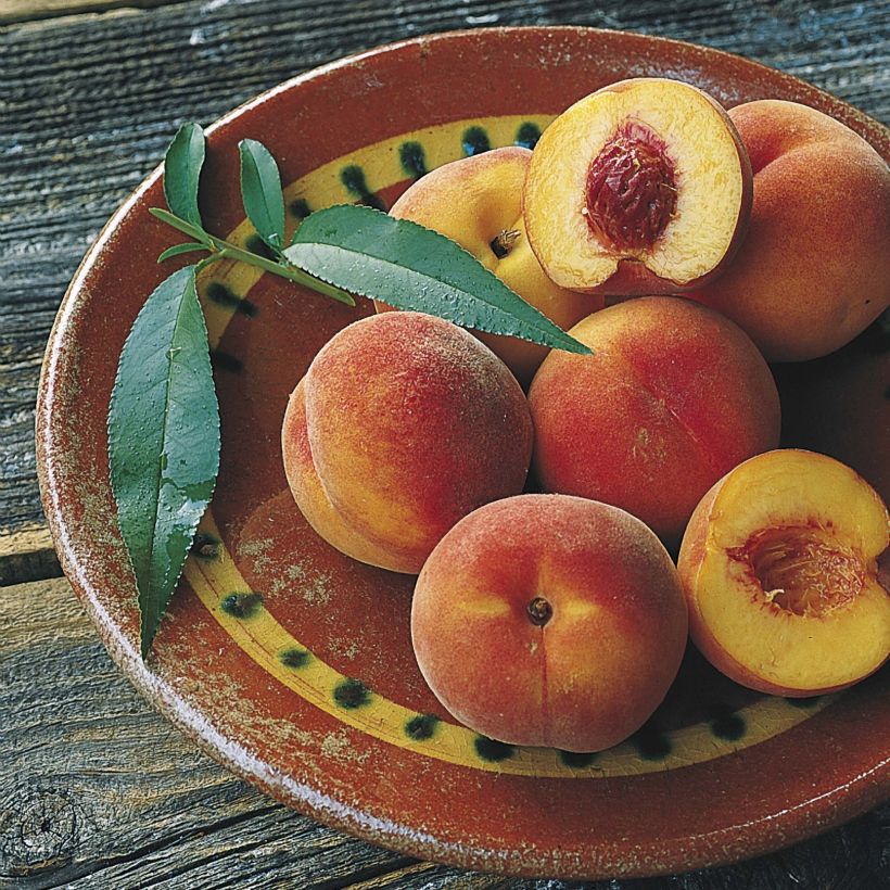 Prunus persica Orlandine - Peach Tree (Harvest)