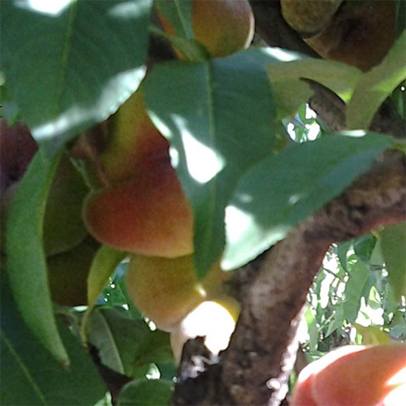 Prunus persica Peento - Flat Peach Tree (Foliage)