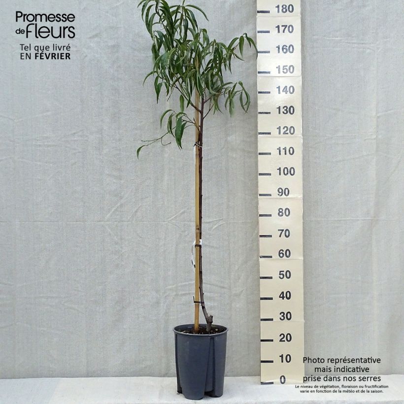 Prunus persica Sanguine - Peach Tree 7.5L/10L pot, Half standard sample as delivered in autumn
