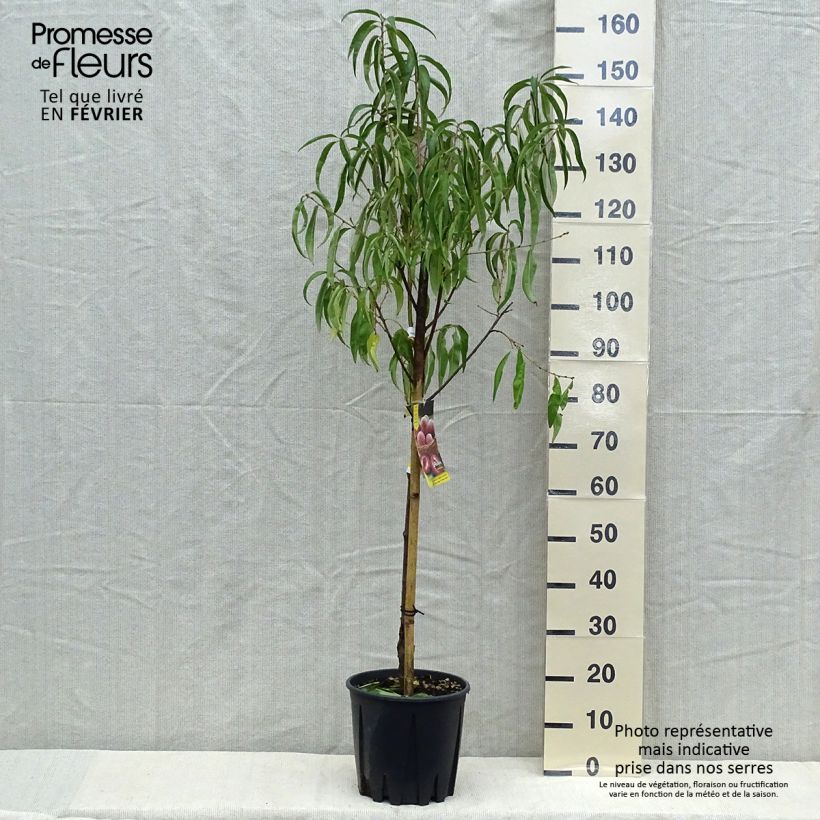 Prunus persica Sanguine - Peach Tree 7.5L/10L pot, Goblet sample as delivered in autumn