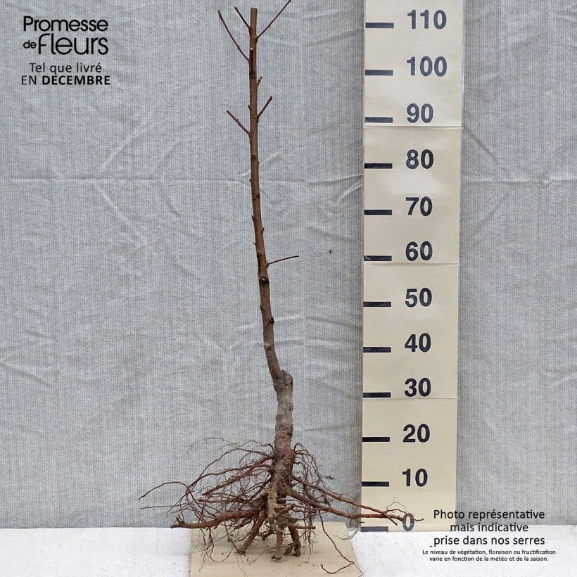 Prunus persica Red Robin - Peach tree sample as delivered in winter
