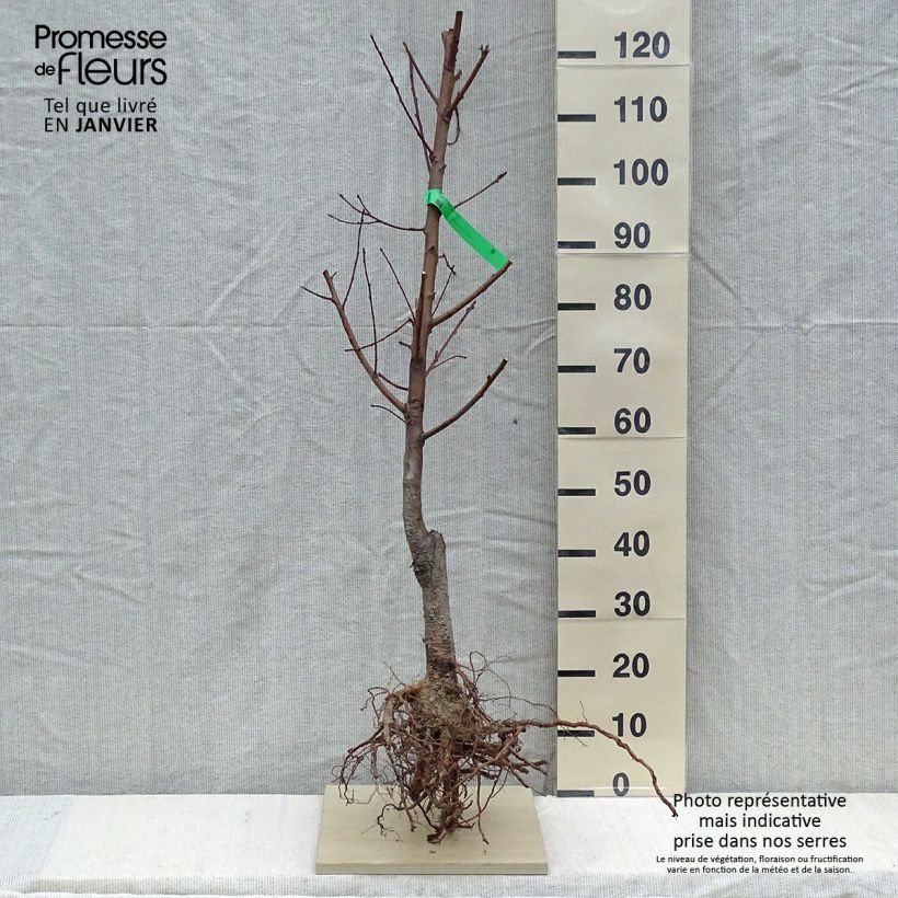 Prunus persica Redhaven - Organic Peach Tree sample as delivered in winter