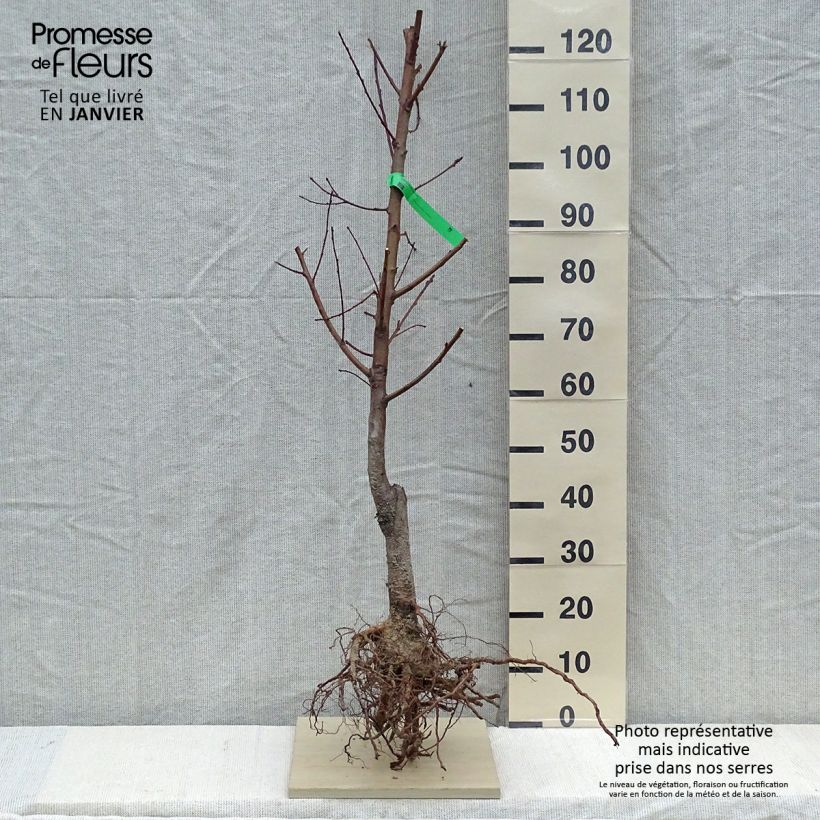 Prunus persica Redhaven - Organic Peach Tree Bare root, Scion sample as delivered in winter