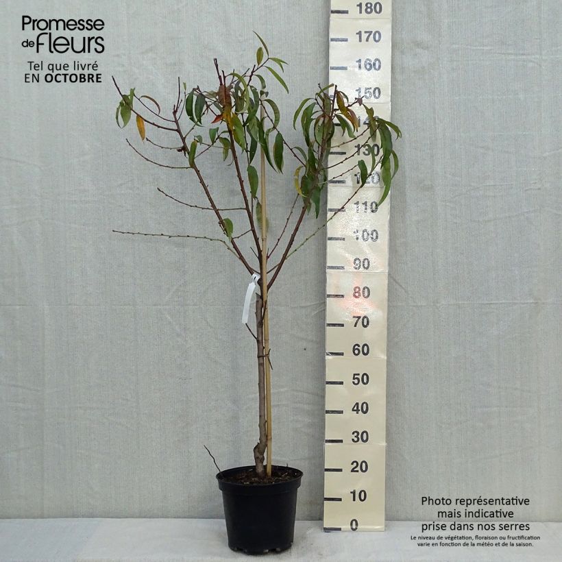Prunus persica Redhaven - Peach Tree 7.5L/10L pot, Goblet sample as delivered in autumn