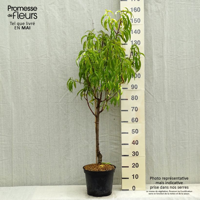 Prunus persica Redhaven - Peach Tree sample as delivered in spring