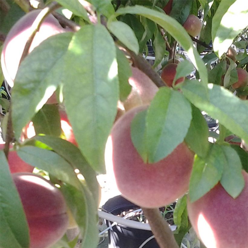 Prunus persica Redwing - Peach Tree (Foliage)