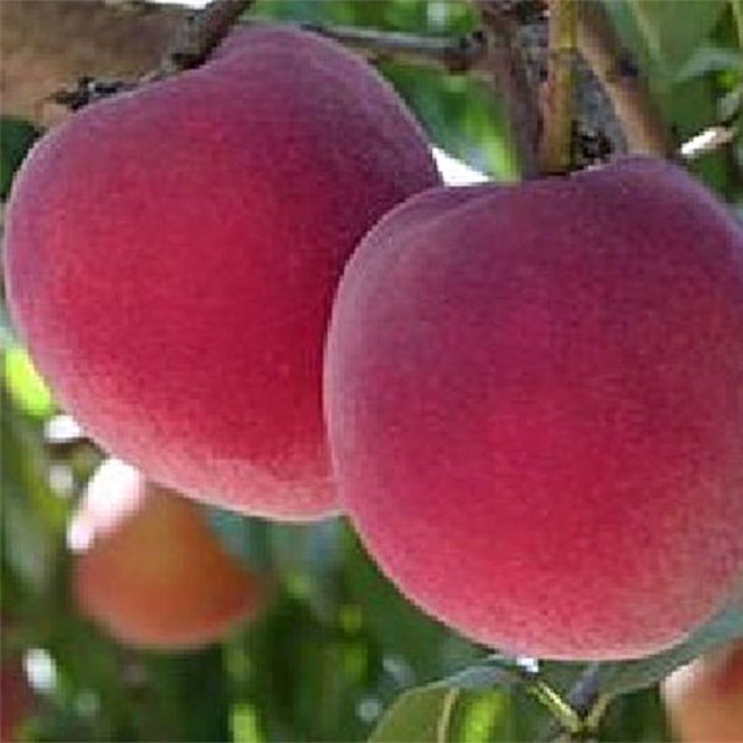 Prunus persica Queen of Orchards - Peach Tree (Harvest)
