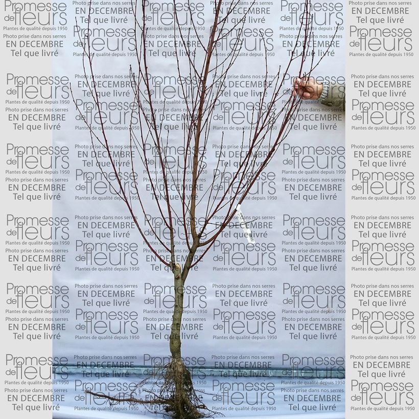 Example of Prunus persica Queen of Orchards - Peach Tree Bare root, Goblet specimen as delivered