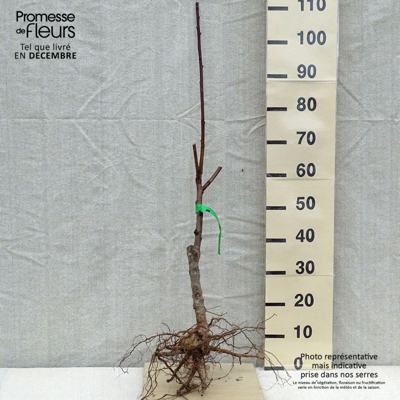 Prunus persica Orchard Queen - Organic Peach Tree sample as delivered in winter