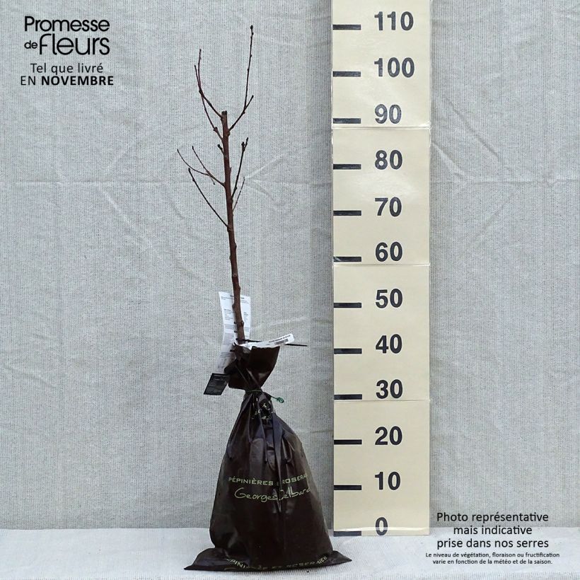 Prunus persica Sanguine de Savoie Peach - Peach Tree Ready-to-plant root ball, Goblet sample as delivered in autumn