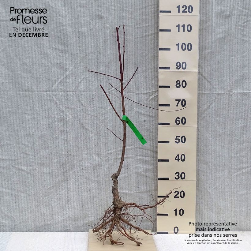 Prunus persica Sanguine -  Organic Peach Tree Bare root, Scion sample as delivered in winter