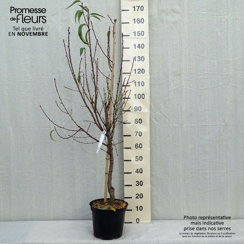 Prunus persica Sanguine - Vineyard Peach Tree 7.5L/10L pot, Goblet sample as delivered in autumn