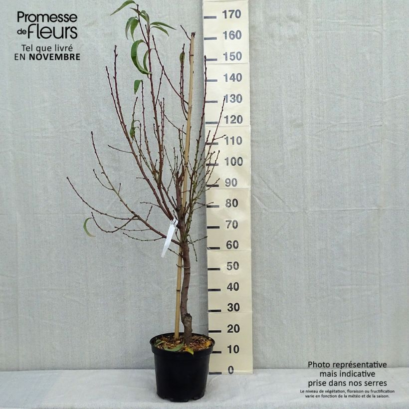 Prunus persica Sanguine - Vineyard Peach Tree sample as delivered in autumn