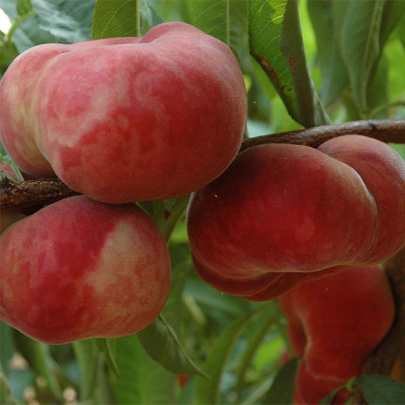 Prunus persica Sauzee Bel - Flat Peach Tree (Harvest)