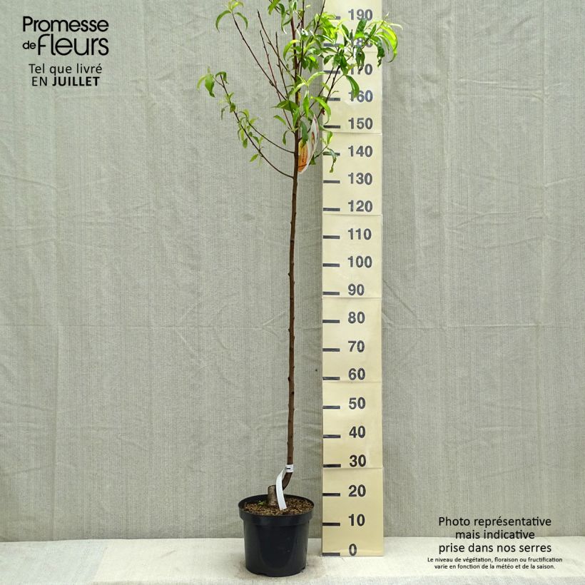 Prunus persica Suncrest - Peach Tree 7.5L/10L pot, Half standard sample as delivered in summer