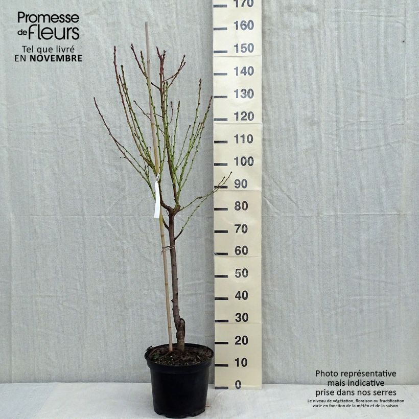 Prunus persica Teton de Venus - Peach Tree 7.5L/10L pot, Goblet sample as delivered in autumn