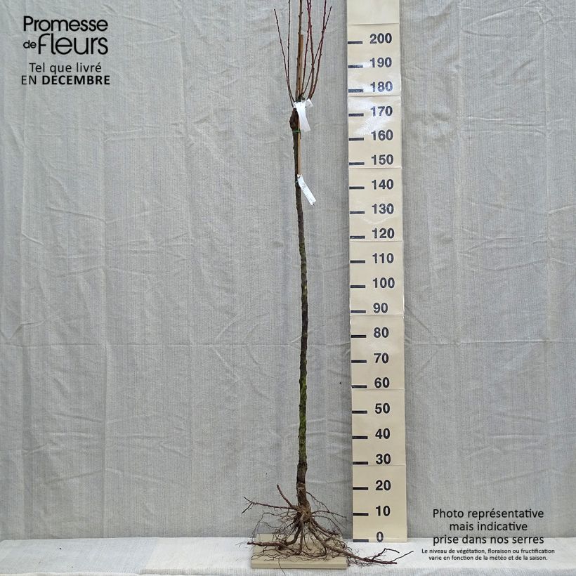 Prunus persica Triumph - Peach Tree sample as delivered in winter