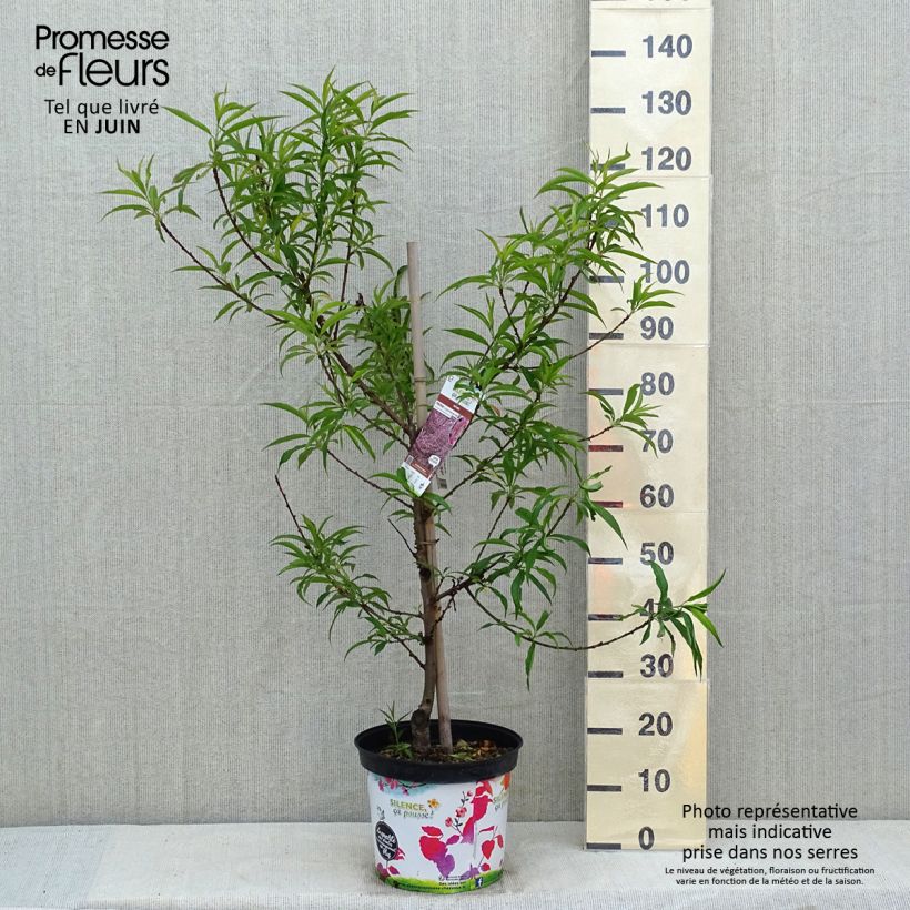 Prunus persica Taoflora Pink - Peach Tree 7.5L/10L pot sample as delivered in spring