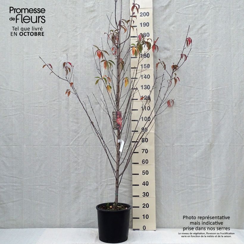 Prunus persica Taoflora Red - Peach Tree 7.5L/10L pot sample as delivered in autumn