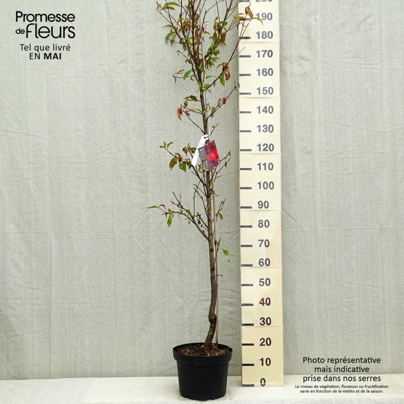 Prunus persica Taoflora Red - Peach Tree 7.5L/10L pot sample as delivered in spring