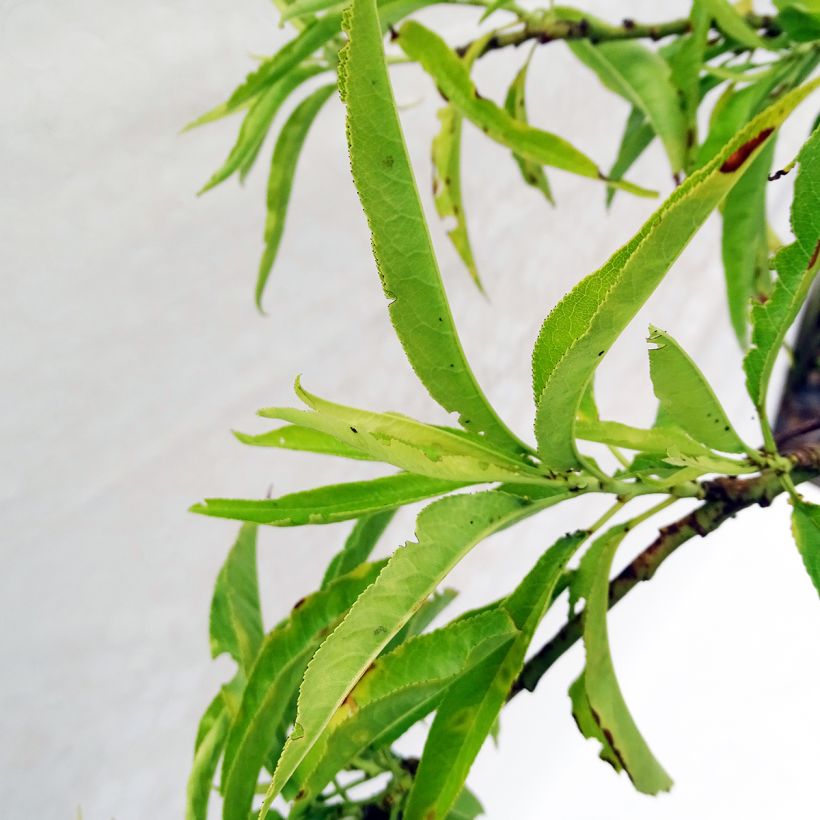 Prunus persica Taoflora White - Peach Tree (Foliage)