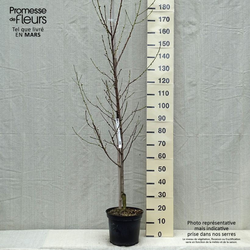 Prunus persica Taoflora White - Peach Tree sample as delivered in spring