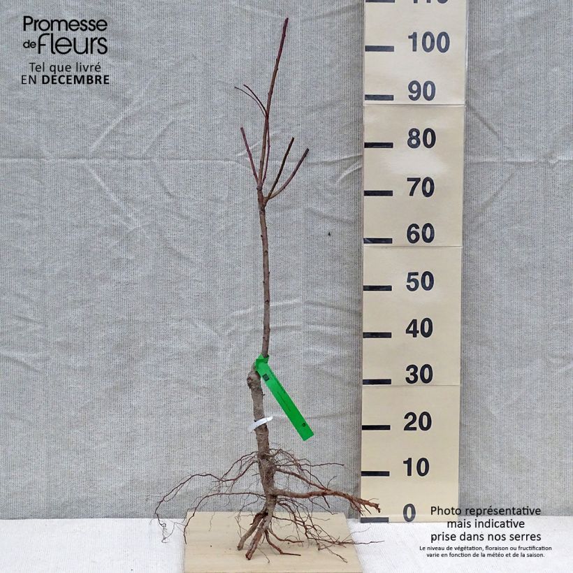 Prunus persicaWhite Vine Peach - Organic Peach tree sample as delivered in winter