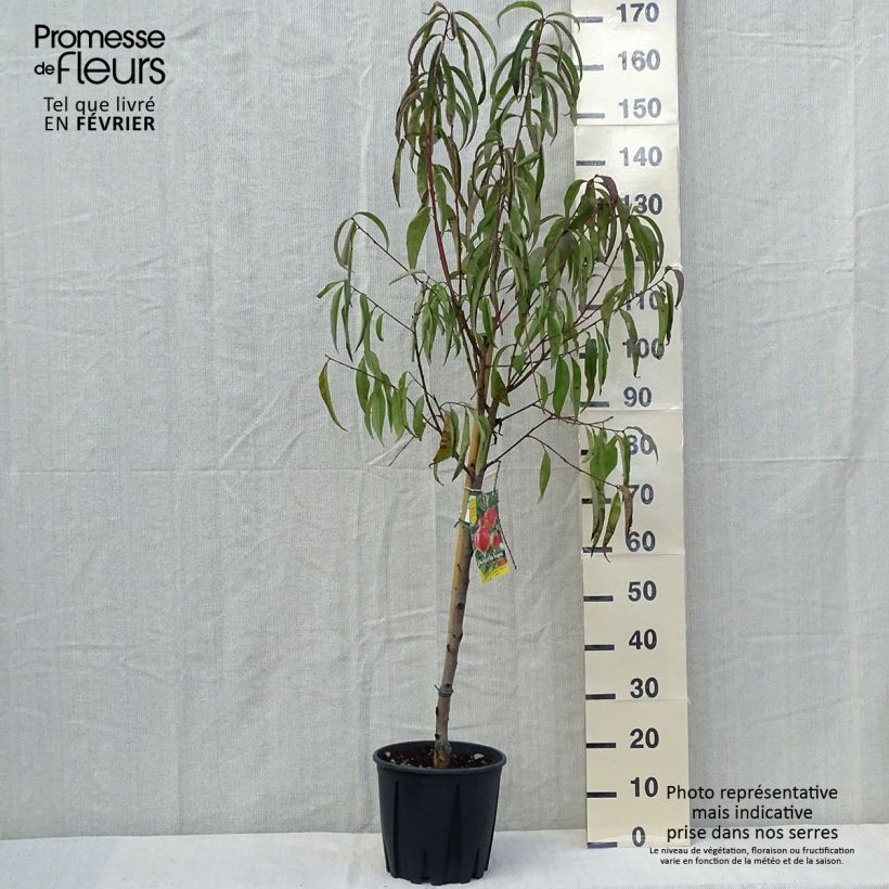 Prunus persica White Vine Peach - Vineyard Peach Tree 7.5L/10L pot, Goblet sample as delivered in autumn