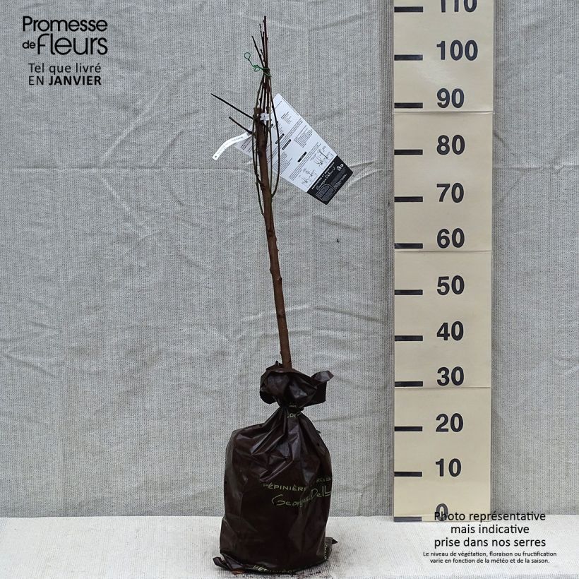 Prunus persica White Vine Peach - Vineyard Peach Tree Ready-to-plant root ball, Goblet sample as delivered in winter