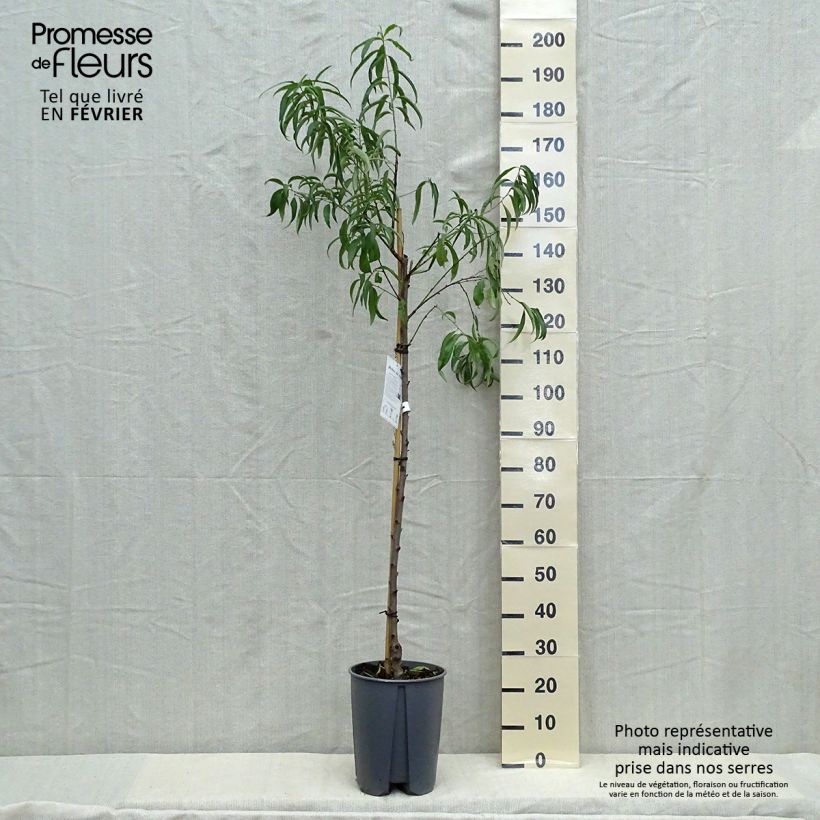 Prunus persica White Vine Peach - Vineyard Peach Tree 7.5L/10L pot, Half standard sample as delivered in autumn
