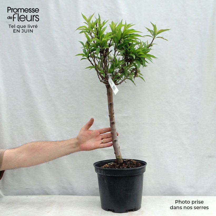 Dwarf Peach Amber Pix Zee 7.5L/10L pot, Dwarf 50/60cm sample as delivered in summer