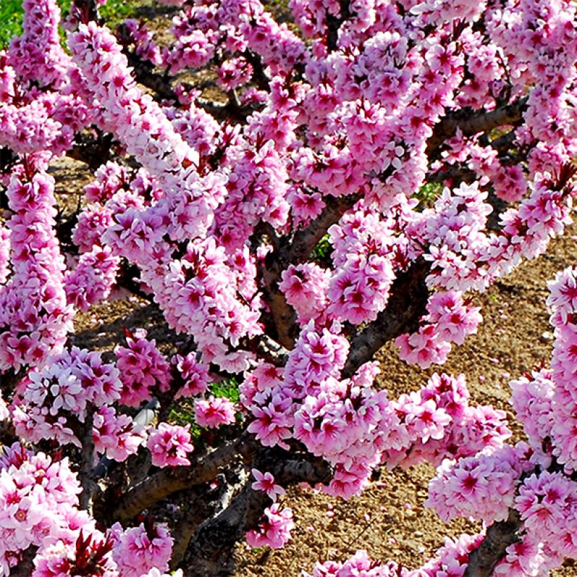 Dwarf Peach Amber Pix Zee (Flowering)