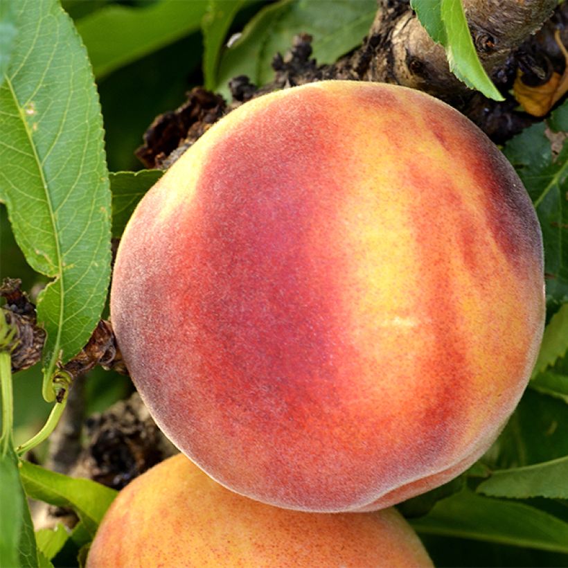 Dwarf Peach Amber Pix Zee (Harvest)