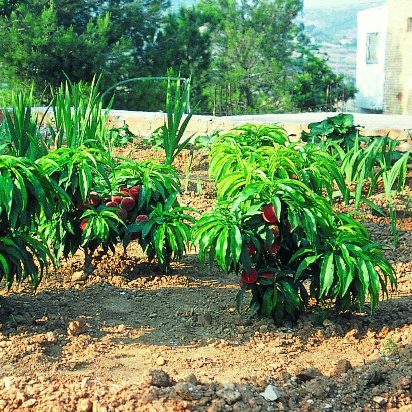 Prunus persica Bonanza - Dwarf Peach Tree (Plant habit)