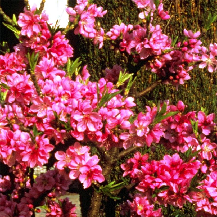 Prunus persica Diamond Zaipevi - Dwarf Peach (Flowering)