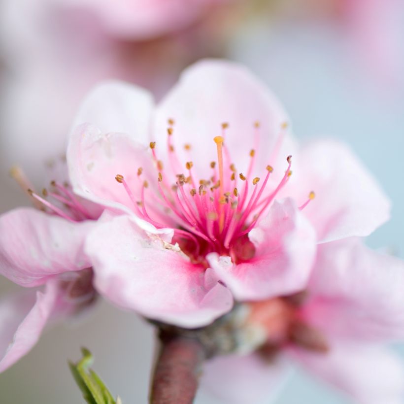 Prunus persica Fruit Me Peach Me Donut - Dwarf Nectarine Peach Tree (Flowering)