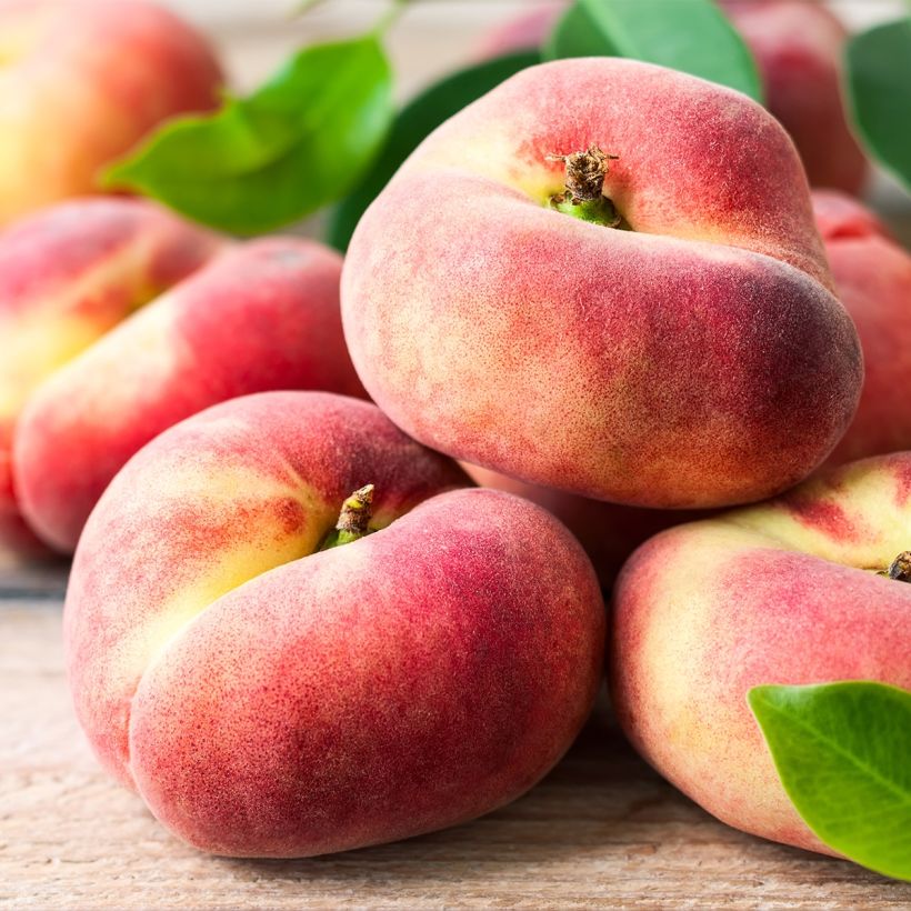 Prunus persica Fruit Me Peach Me Donut - Dwarf Nectarine Peach Tree (Harvest)