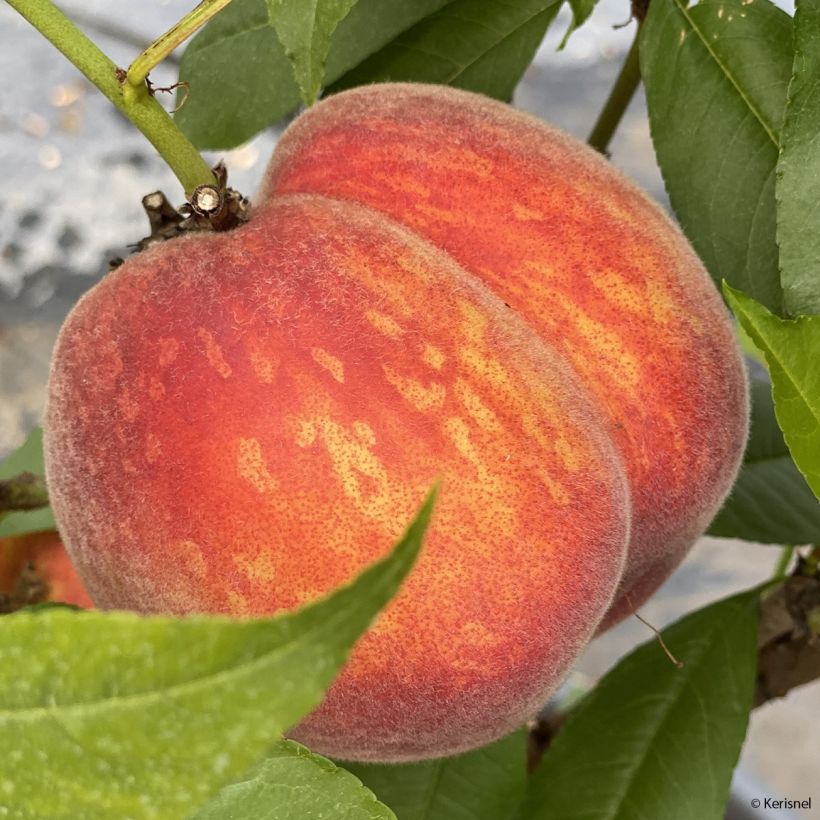 Prunus persica Fruit Me Peach Me Red - Dwarf Nectarine Peach Tree (Harvest)