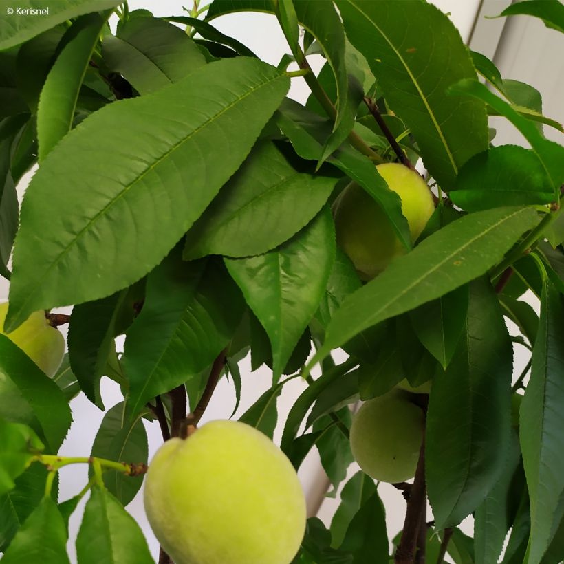 Prunus persica Fruit Me Peach Me Yellow - Dwarf Peach Tree (Foliage)