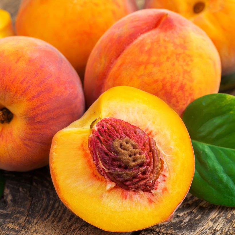 Prunus persica Fruit Me Peach Me Yellow - Dwarf Peach Tree (Harvest)