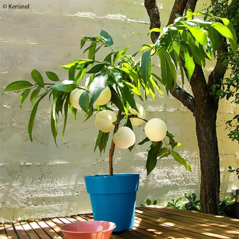 Prunus persica Ice Peach - Dwarf Peach Tree (Plant habit)
