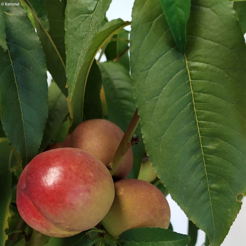 Prunus persica Fruit Me Necta Me - Dwarf Nectarine Peach Tree (Foliage)